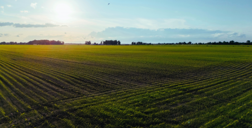 farmland_canva